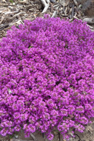 Thymus praecox ´Red Carpet´ - Obrázek 3