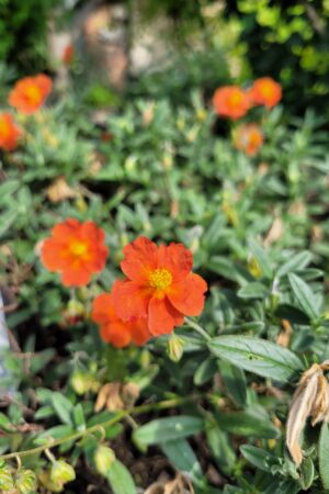Helianthemum hybridum ´Mandarin´