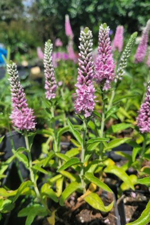 Veronica spicata Rose