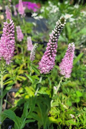 Veronica spicata Rose - Obrázek 3