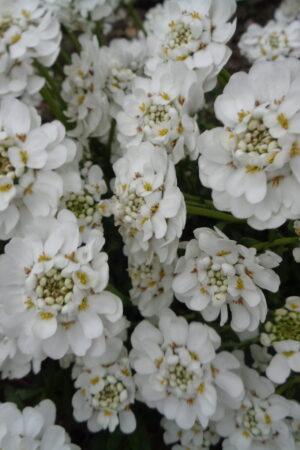 Iberis sempervirens´Snowflake´