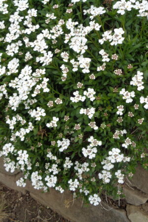 Iberis sempervirens´Snowflake´ - Obrázek 2