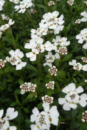 Iberis sempervirens´Snowflake´ - Obrázek 3