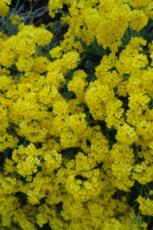 Aurinia saxatilis ´Gold Dust´ - Obrázek 3