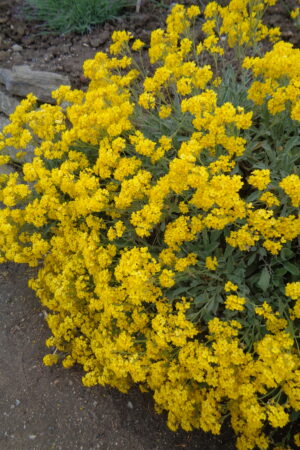 Aurinia saxatilis ´Gold Dust´ - Obrázek 2