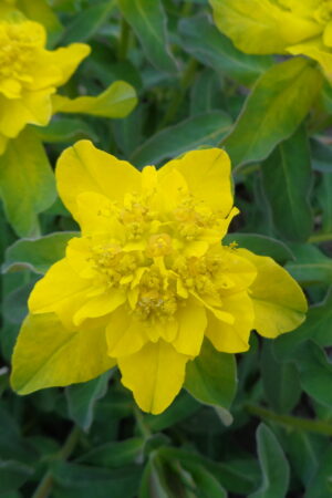 Euphorbia polychroma - Obrázek 1