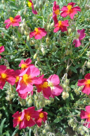 Helianthemum hybridum ´Red Orient´