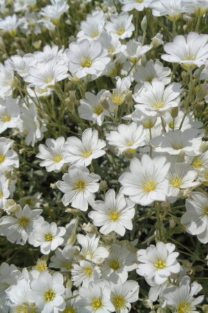 Cerastium tomentosum