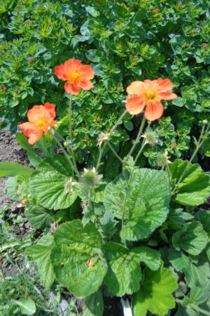 Geum coccineum ´Feuermeer´ - Obrázek 2