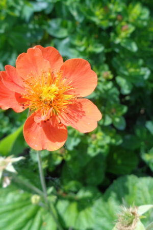 Geum coccineum ´Feuermeer´