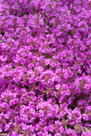 Thymus praecox ´Red Carpet´