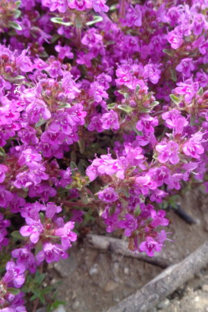 Thymus praecox ´Red Carpet´ - Obrázek 2