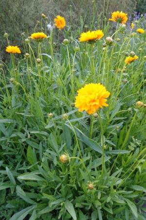 Coreopsis grandiflora ´Sunary´ - Obrázek 2