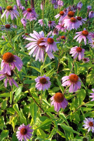 Echinacea purpurea ´Purple Red´ - Obrázek 2