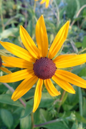 Rudbeckia fulgida ´Goldsturm´