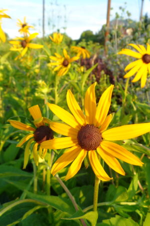 Rudbeckia fulgida ´Goldsturm´ - Obrázek 2