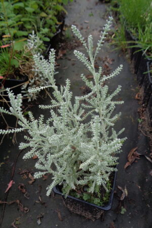 Santolina chamaecyparisus