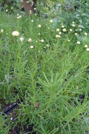 Santolina rosmarinifolia