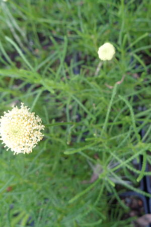 Santolina rosmarinifolia - Obrázek 2