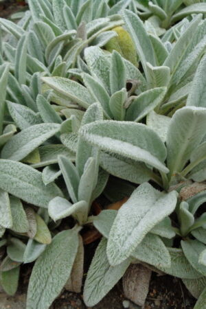 Stachys byzantina - Obrázek 2