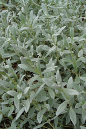 Cerastium tomentosum - Obrázek 3