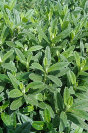 Helianthemum hybridum ´Mandarin´ - Obrázek 2