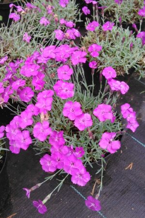 Dianthus Babí Lom