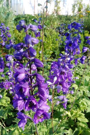 Delphinium hybridum ´Pacific´ G. Mix