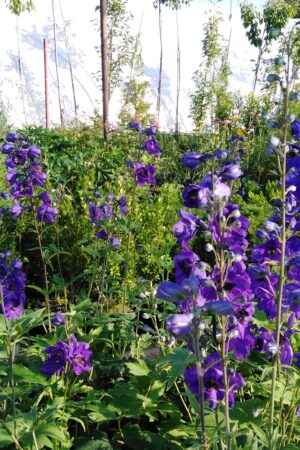 Delphinium hybridum ´Pacific´ G. Mix - Obrázek 2