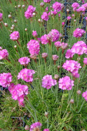 Armeria marittima ´Laucheana´