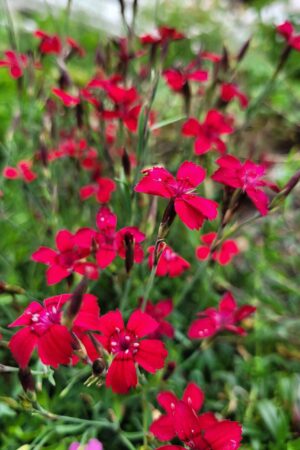 Dianthus deltoides ´Flashing Light´