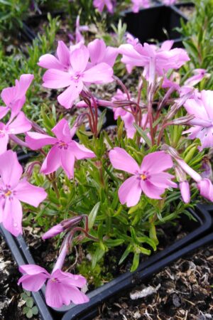 Phlox subulata ´MC Daniel Cushion´ - Obrázek 2