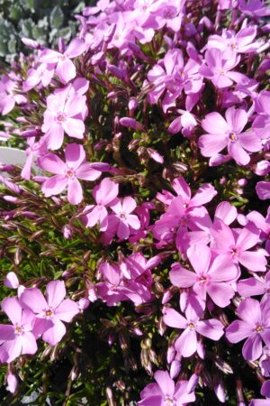 Phlox subulata ´MC Daniel Cushion´ - Obrázek 3