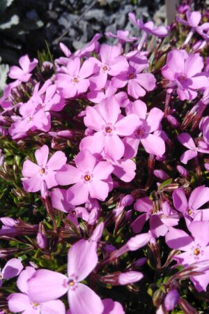 Phlox subulata ´MC Daniel Cushion´ - Obrázek 4