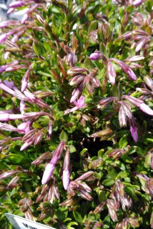 Phlox subulata ´MC Daniel Cushion´ - Obrázek 5