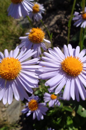 Aster alpinum ´Light blue´