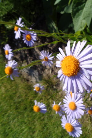 Aster alpinum ´Light blue´ - Obrázek 2