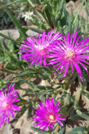 Delosperma Fialová - Obrázek 1