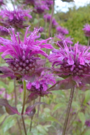 Monarda didyma ´Skorpion´