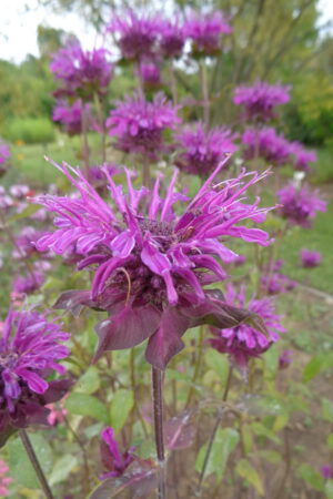 Monarda didyma ´Skorpion´ - Obrázek 2