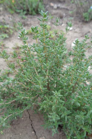 Thymus vulgaris ´Compactus´