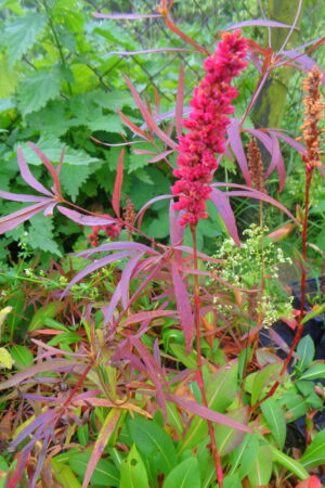 Persicaria affinis - Obrázek 3