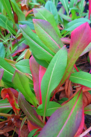 Persicaria affinis - Obrázek 2