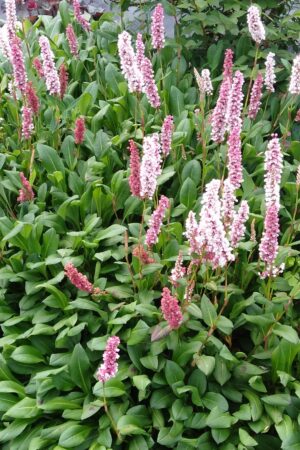 Persicaria affinis