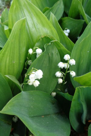 Convallaria majalis
