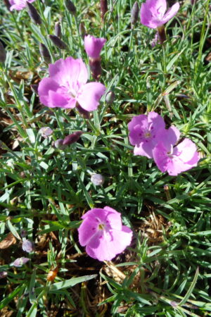 Dianthus Babí Lom - Obrázek 2