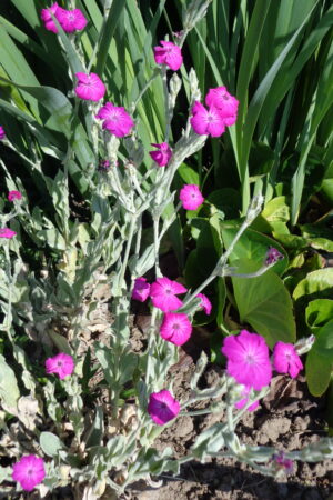 Lychnis coronaria Red - Obrázek 2