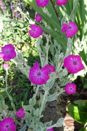 Lychnis coronaria Red - Obrázek 1