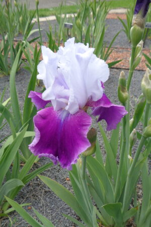 Iris germanica mix - Obrázek 4