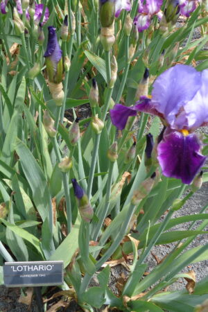 Iris germanica mix - Obrázek 3
